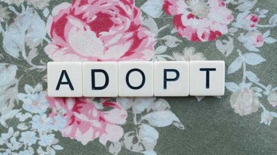 Top Tips and Advice for Navigating Adoption Like a Pro